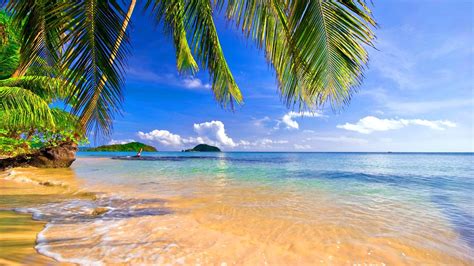 Shore Palms Tropical Beach Summer Scenery Hd Wallpaper