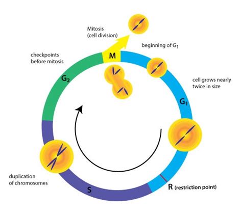 Cell Division I Biology Visionlearning