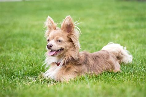 Long Haired Chihuahua Info Pictures Genetics Health And Faqs