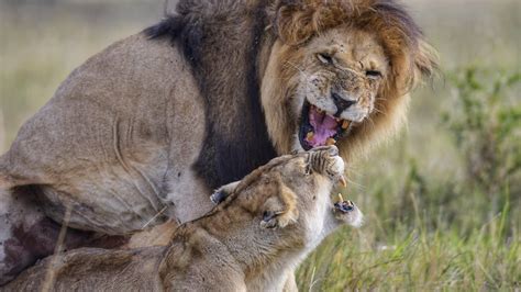 How Do Lions Mate