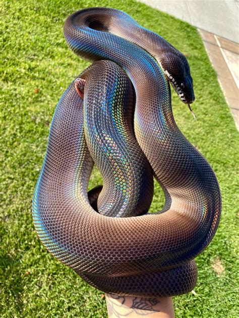 My Southern White Lipped Python Snakes