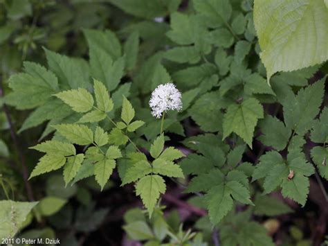 Actaea Pachypoda White Baneberry Minnesota Wildflowers