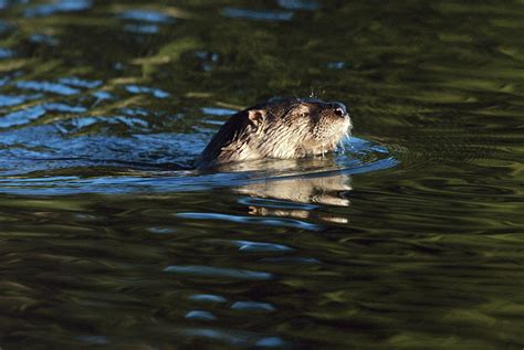 River Otters Lutra Canadensis Swimming By Riccardo Savi