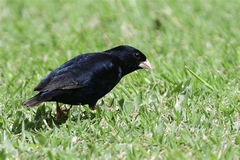 Village Indigobird Holmen Birding Safaris