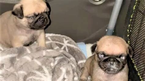 Rescue Pregnant Pug Who Gave Birth Precious Babies Youtube
