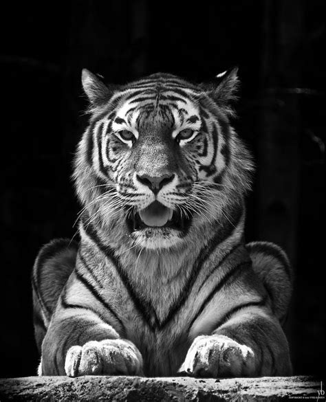 Portrait Of A Tiger By Y B Photo 12067037 500px Tiger Photography