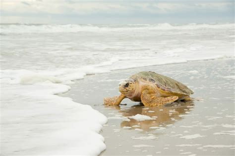 Seaworld Orlando Animal Rescue Team Returned Loggerhead Sea Turtle To