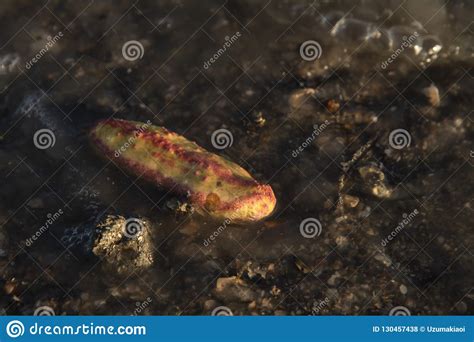 Розовый бородавчатый морской огурец/Розов-желтый морской огурец на пляже Стоковое Фото 