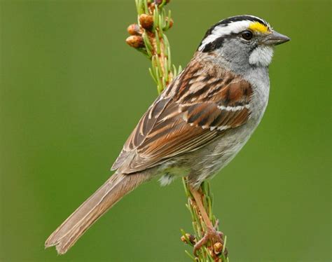 White Throated Sparrow Songs And Calls Larkwire