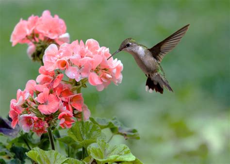 What kind of flowers attract hummingbirds? How to Attract Hummingbirds. Guaranteed to attract lots of ...