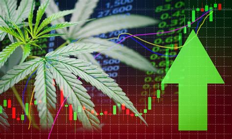 Tilray (TLRY) Stock: Why it is Climbing Sharply Today ...