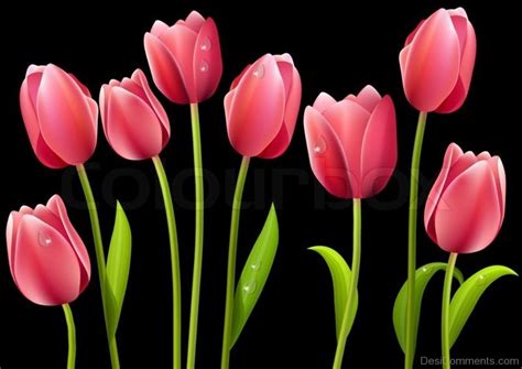 Tulip Pictures Images Graphics For Facebook Whatsapp Page 4