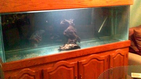 Intro To The New 180 Gallon Monster Fish Tank Youtube