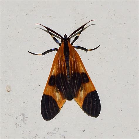 Orange And Black Moth