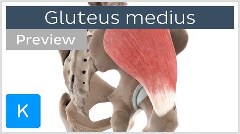Functions Of The Gluteus Medius Muscle Preview 3d Human Anatomy