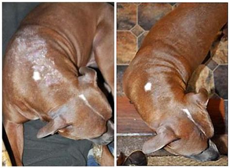 Buying dried or canned dog food in bulk could help to keep food bills down to a manageable level. 17 Best images about Best Dog Food For Pitbulls on Pinterest