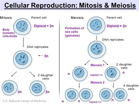 Reproduction Mitosis And Meiosis Diagram Quizlet