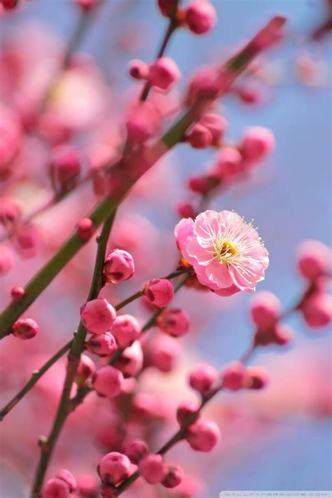 Spring Blossoms Wallpapers Pictures