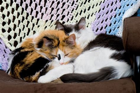 Two Cats Sleeping Stock Photo Image Of Friends Cats 17976906