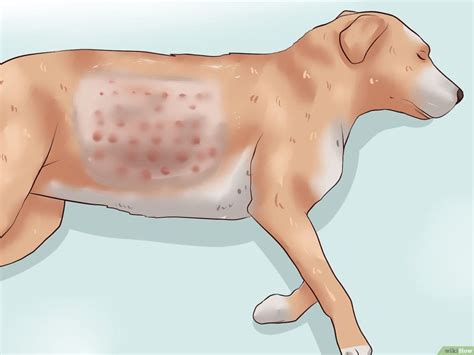 Hot Spots In Dogs A Painful Form Of Canine Skin Disease Dogtpro