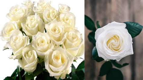 Happy Rose Day 2023 Know The Proper Meaning Of Rose Colors To Give To