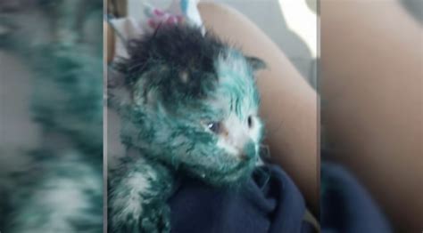 We did not find results for: Man sees cat in dumpster crying for help, stuck in paint ...