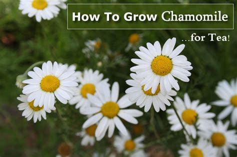 Maybe you would like to learn more about one of these? How To Grow Chamomile Tea
