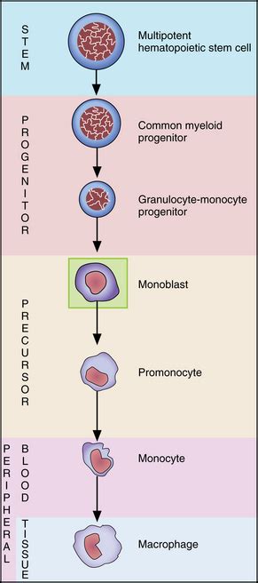 Monocyte Maturation Clinical Gate