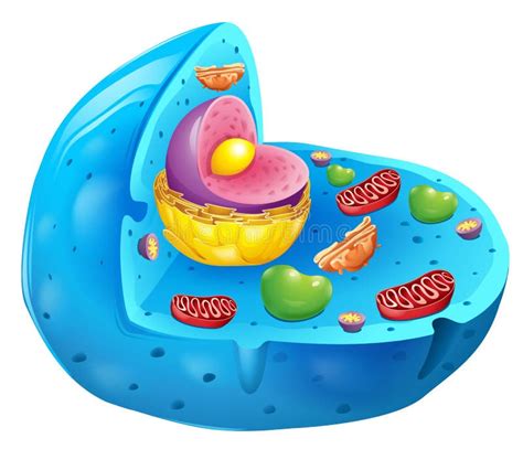 Eukaryotic Cell Has A Nucleus Stock Illustration Illustration Of