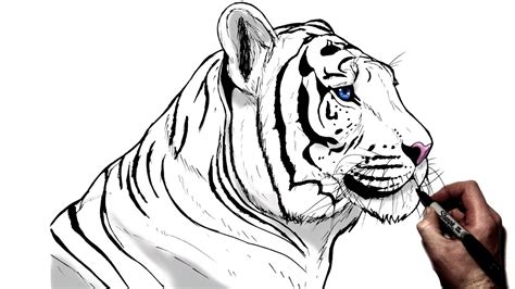 How To Draw A Real Tiger Step By Step Drawing Guide By Jtm