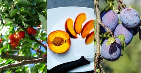 Stone Fruits Of Summer And What To Make With Them Eat North