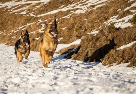 German Shepherd With Puppy Playing In Snow Stock Image Image Of Snow