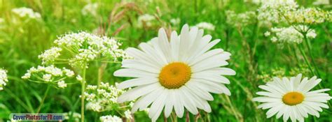 Summer Flower Field Cover Photos For Facebook Id 1665