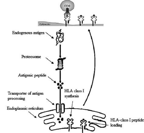 Human Leukocyte Antigen Hla Download Scientific Diagram