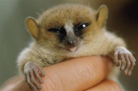 World Animal: World s Ugliest Animals