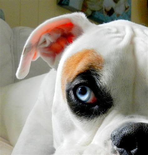 Check spelling or type a new query. Blue eyed White Boxer - Nitro | My Photography | Pinterest ...