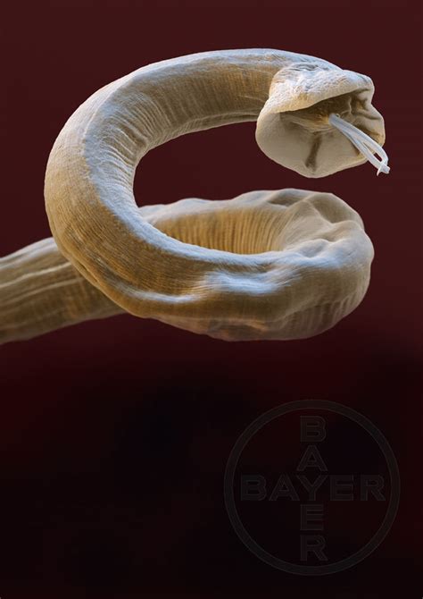 Angiostrongylus Vasorum Lungworm