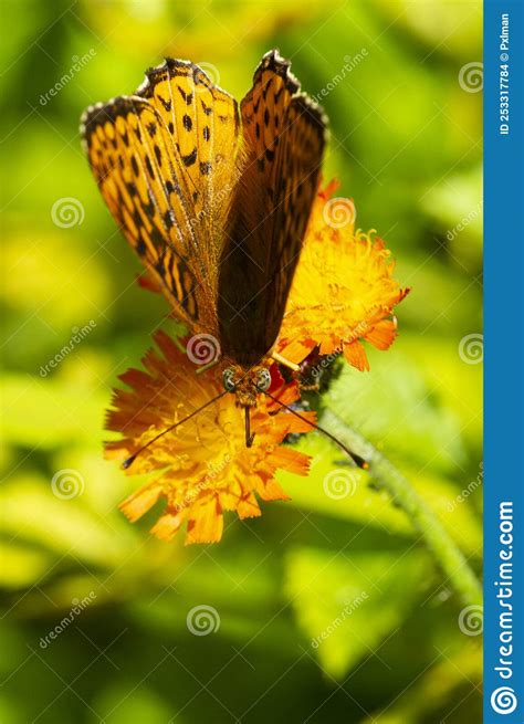 Great Spangled Fritillary Butterfly On An Orange Hawkweed New