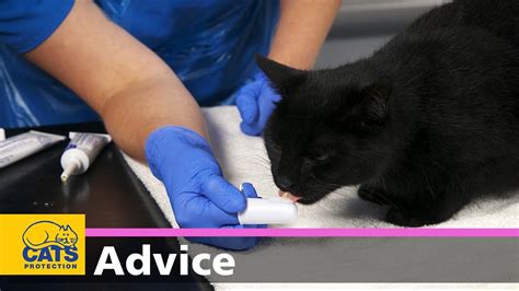 How To Clean Your Cats Teeth Feline Dental Care