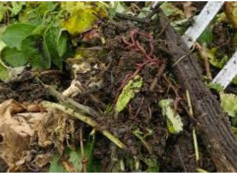 Recycling Food Scraps For Compost