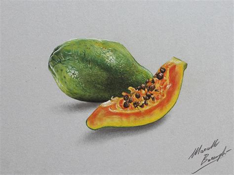 Realistic citrus fruit stock art illustrations including, oranges, lemons, limes, tangerines, mandarins and grapefruit. The papaya - drawing phases - Marcello Barenghi