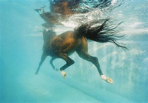 Horse Underwater All The Pretty Horses Beautiful Horses Animals