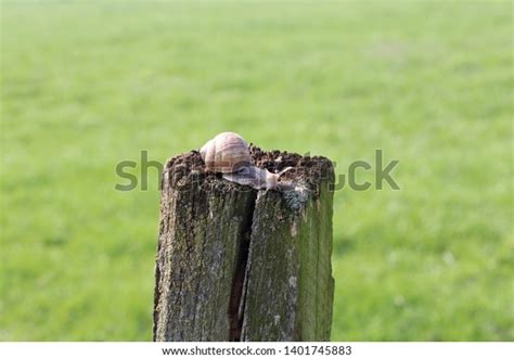 Naked Snails On Fence Post Stock Photo Shutterstock