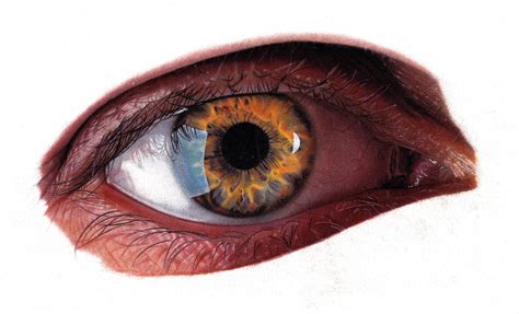 Realistic Color Pencil Drawing Eye
