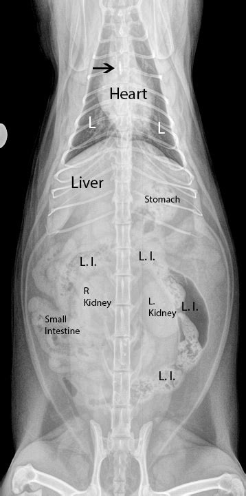 Radiographs Catnormalvdlabeled Long Beach Animal Hospital