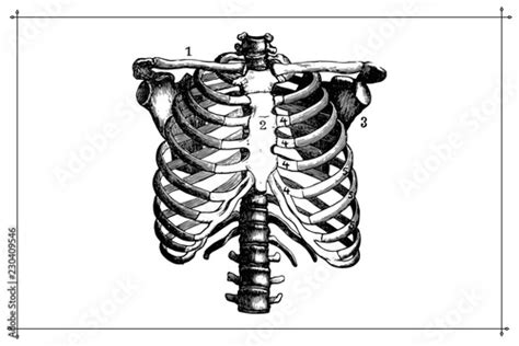 Human Skeleton Chest Ribcage Anatomy Black And White Vector