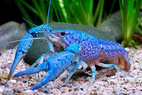 What does it mean in florida? Blauwe Florida Kreeften (2 cm) - Aquarium knaller