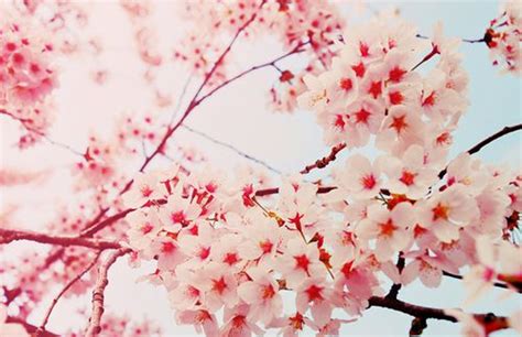 We did not find results for: bloemen achtergrond tumblr - Google zoeken | Bloem ...