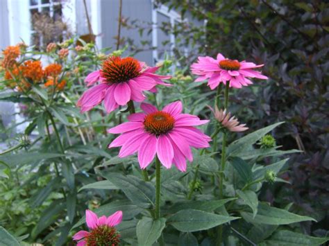 One of the great things about the perennial flowers is there are both perennial shrubs and perennial flowers. Perennials For Cut Flowers - Flowers For A Cutting Garden ...