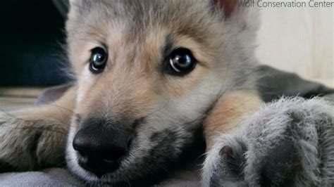 Very Cute Wolf Puppies